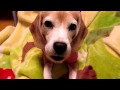 スーパービーグル プリン "Purin the Super Beagle" #32