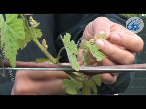 Wideo: Winogrona W Różowej Galarecie Szampańskiej