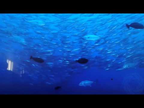 Video: Koja Riba Ima Bolji Ukus: More Ili Rijeka?