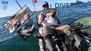 DIVERSOS - PicaPica em Sesimbra