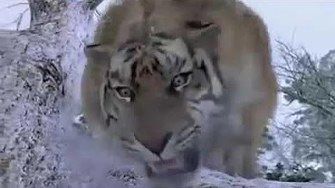 Tiger in winter