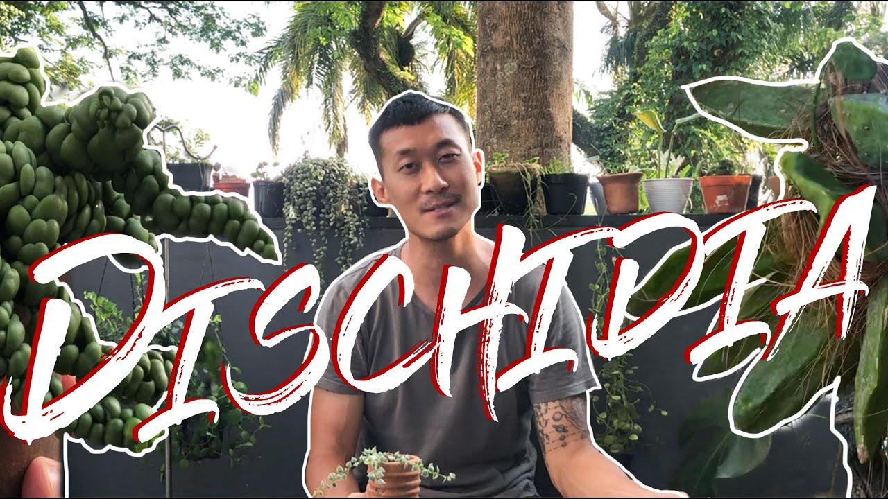 Dischidia introduction, plant tour and care tips!
