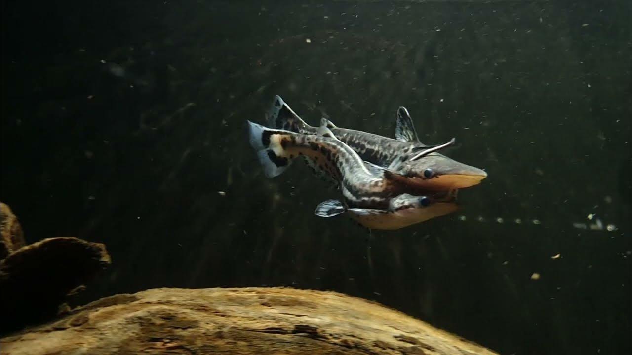 Ageneiosus magoi mating! Aquarium Speciaalzaak Utaka YouTube