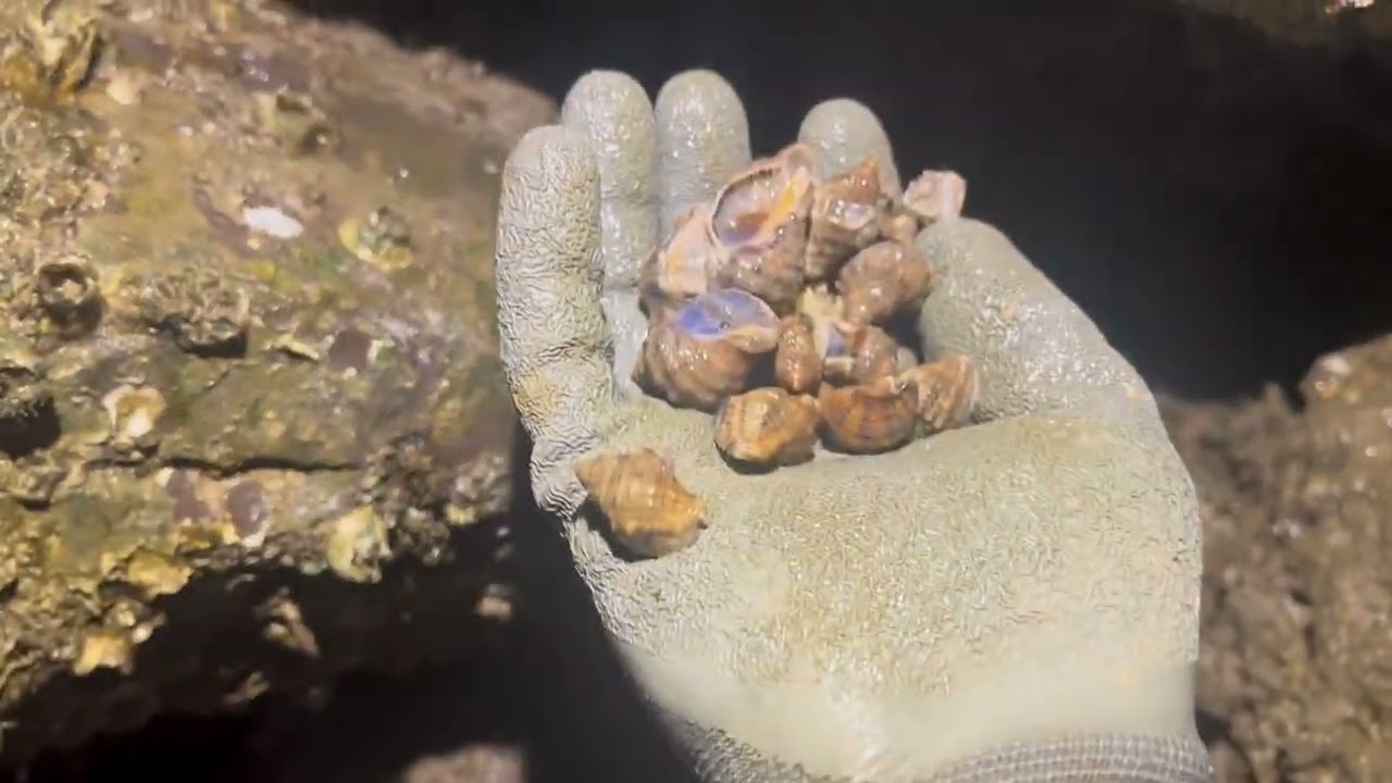 这潮刚开始，下个潮水会更多的辣螺群出现了。我去晚了被人盘过一次了。下次早点去。这样石头动螺，不去破坏黄色的仔就好。#真实户外