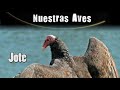 JOTE -  - Serie Nuestras Aves