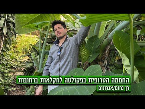 וִידֵאוֹ: מדוע עלי המלפפון נובלים בחממה ומה לעשות