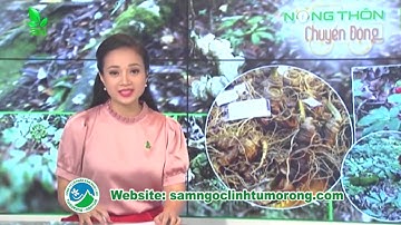 "Quốc bảo" Sâm ngọc linh và những giá trị không ngờ