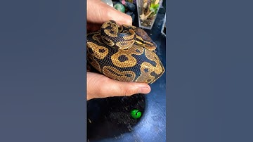 Shipping Snakes! #molinarosnakelab #shippingsnakes #python #ballpython #royalpython #reptile #shorts