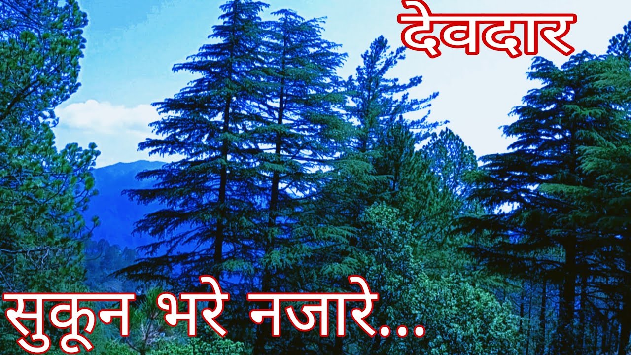 devdar का पेड़ | पहाड़ी वादियां | पहाड़ों के हसीन नजारे | बादल | beauti ...