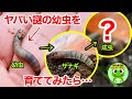 謎のプリプリの幼虫を成虫まで育ててみたら・・・【おたま日記】