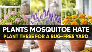 10 Plants That Naturally Keep Mosquitoes Away!
