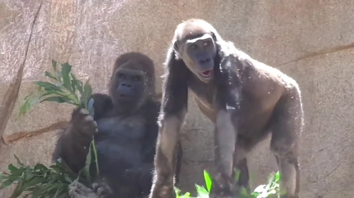 ゴリラ　ウィンストン　ランチタイム　Gorilla Winston Family　033019　サンディエゴサファリパーク