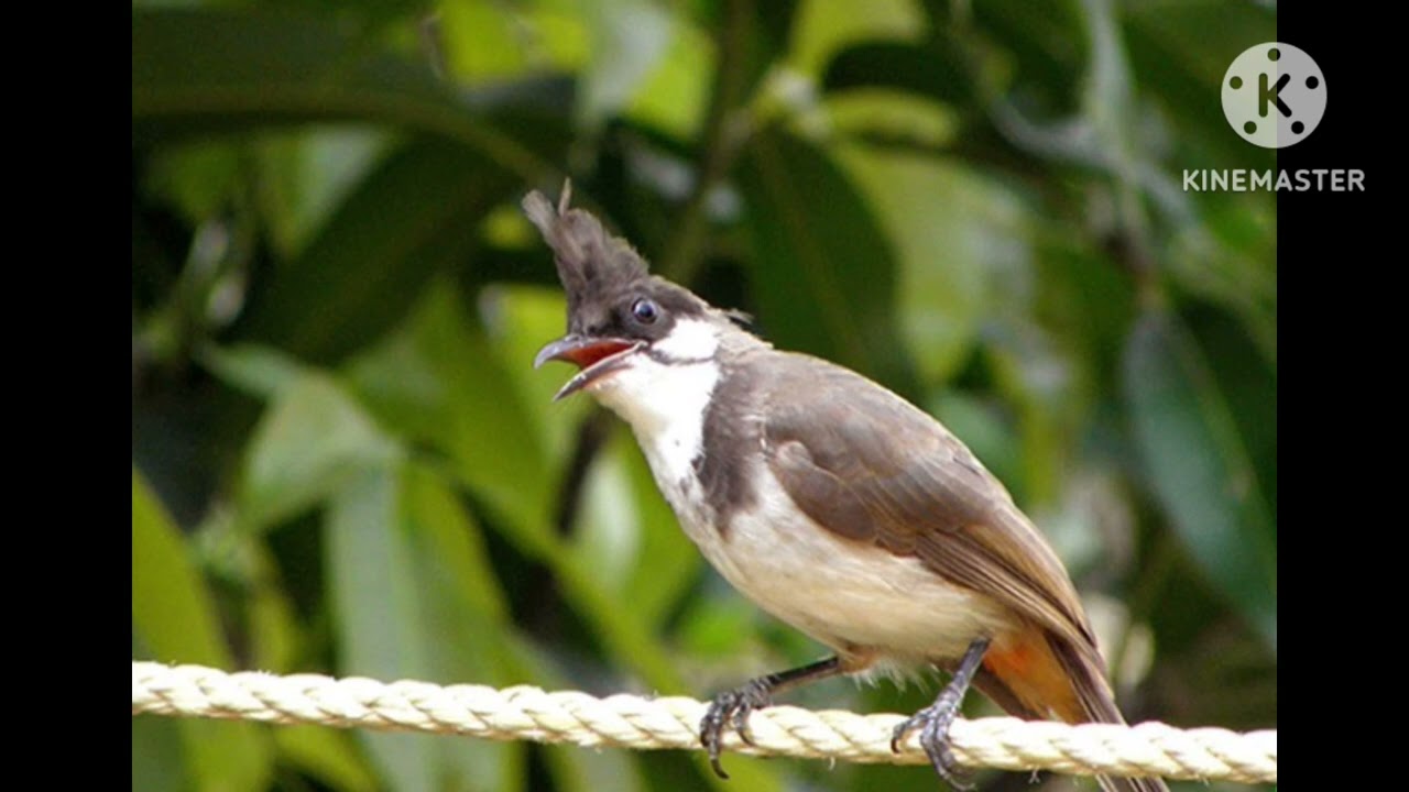 kích giọng chào mào má trắng sổ giọng