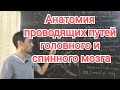 Анатомия ЦНС: проводящих пути. Пирамидальные и экстрапирамидальные пути.