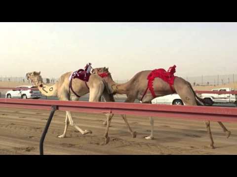 Dubai Camel Race Ride-along