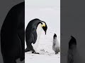 They Recognize Voices #penguins #animallovers #babyanimal #animalfacts