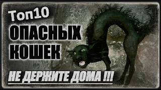 10 Самых Опасных Кошек, Которых Нельзя Держать Дома
