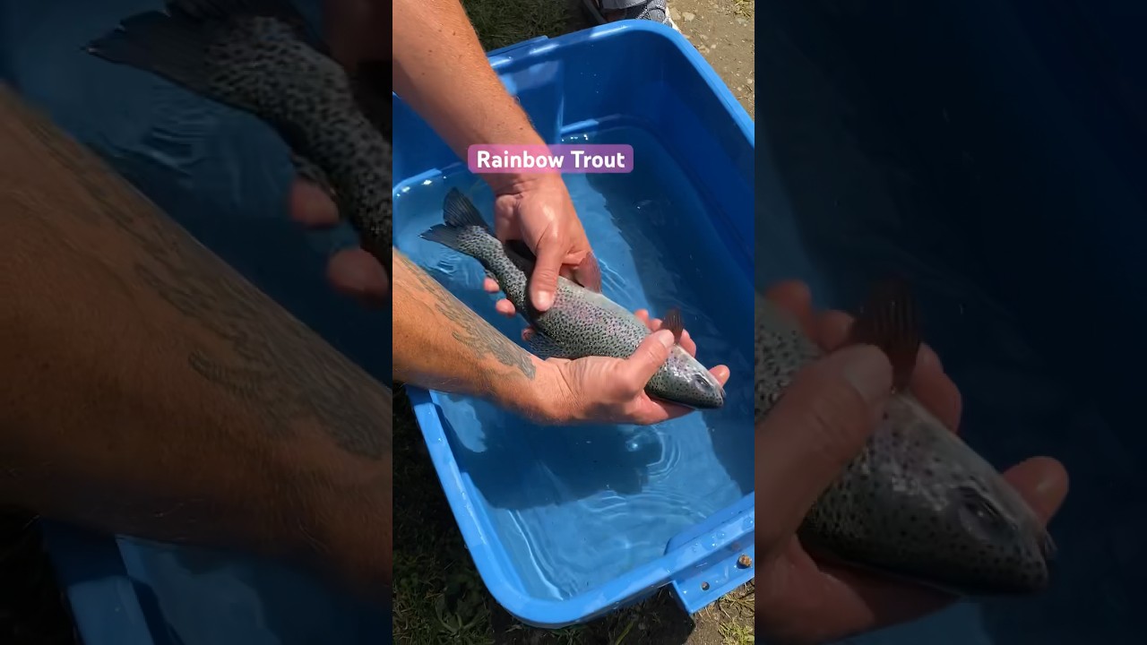 Rainbow Trout Hatchery Pond Catch & Release June 2023 YouTube