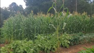 The Corn is Weathering the Wind