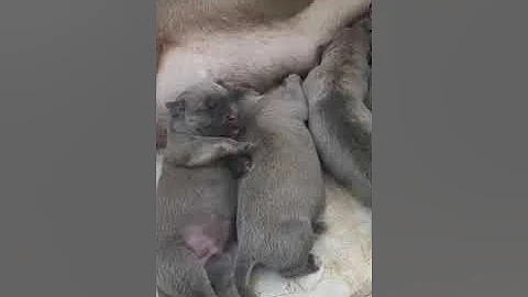 Cane Corso italiano. new puppies