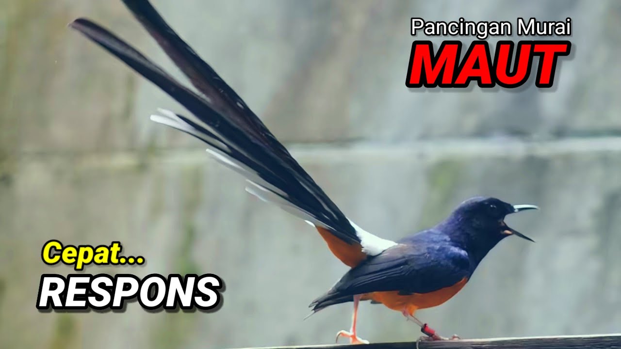 Pancingan murai batu agar emosi cepat gacor bongkar isian