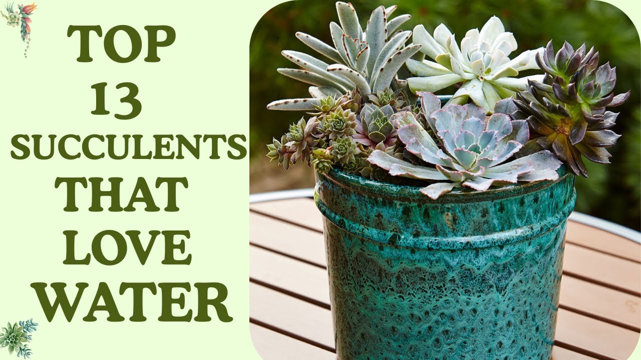 Top 13 Succulents That Can Handle Overwatering | Tough Succulents For Overwatering