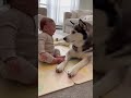 This Husky’s Sneeze Made the Baby Laugh 😆🐺 #baby  #cute