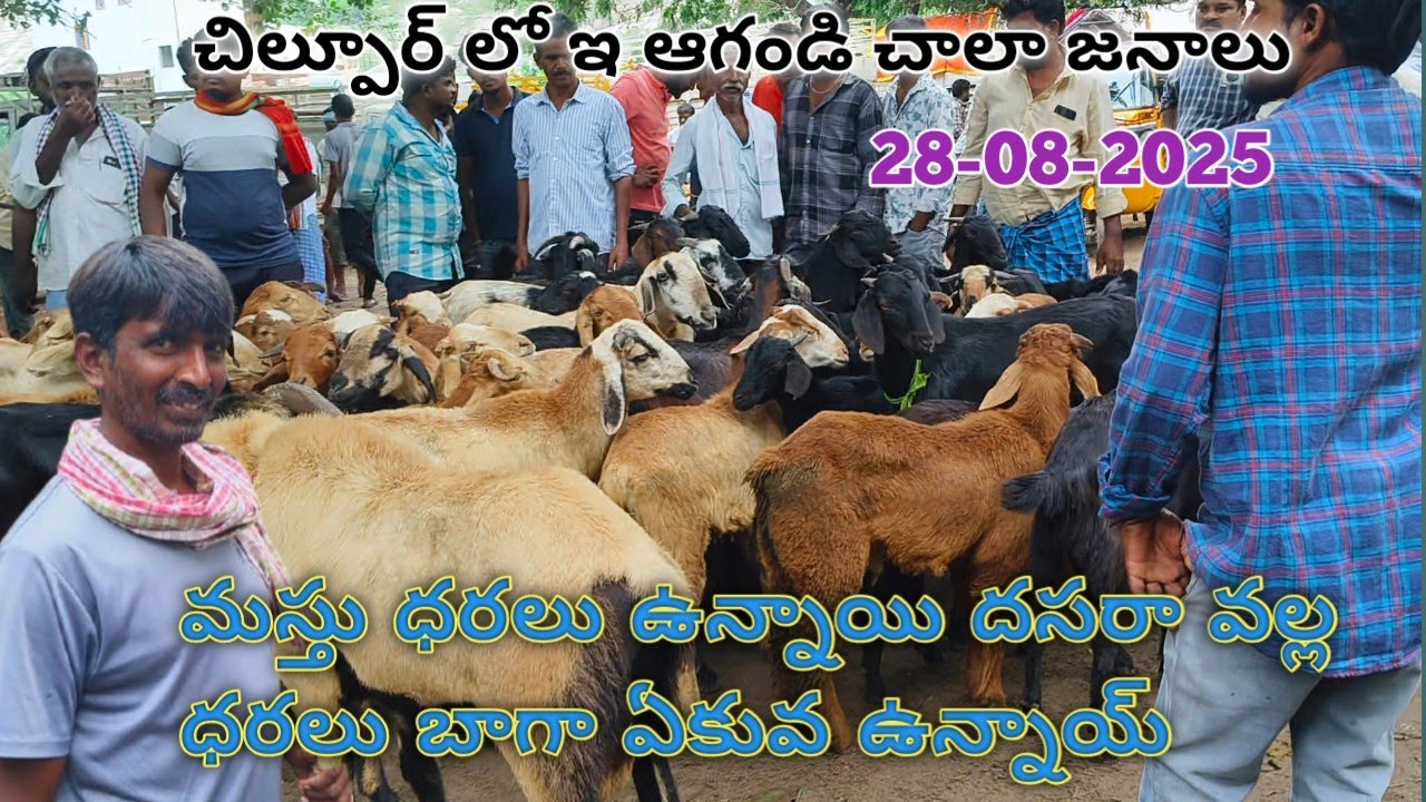 దసరా లో బాగా ఉన్నాయ్ రెంట్లు  చిల్పూర్  ఆగండి ఇదీ ఆదివారం లో#viral#goat#youtube#new #sheep#1million