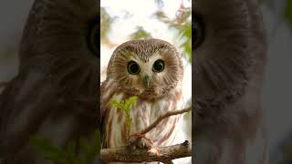 the cute Saw-whet owl!