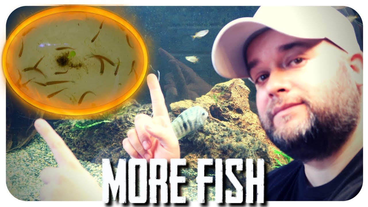 adding-fish-to-huge-aquarium-youtube
