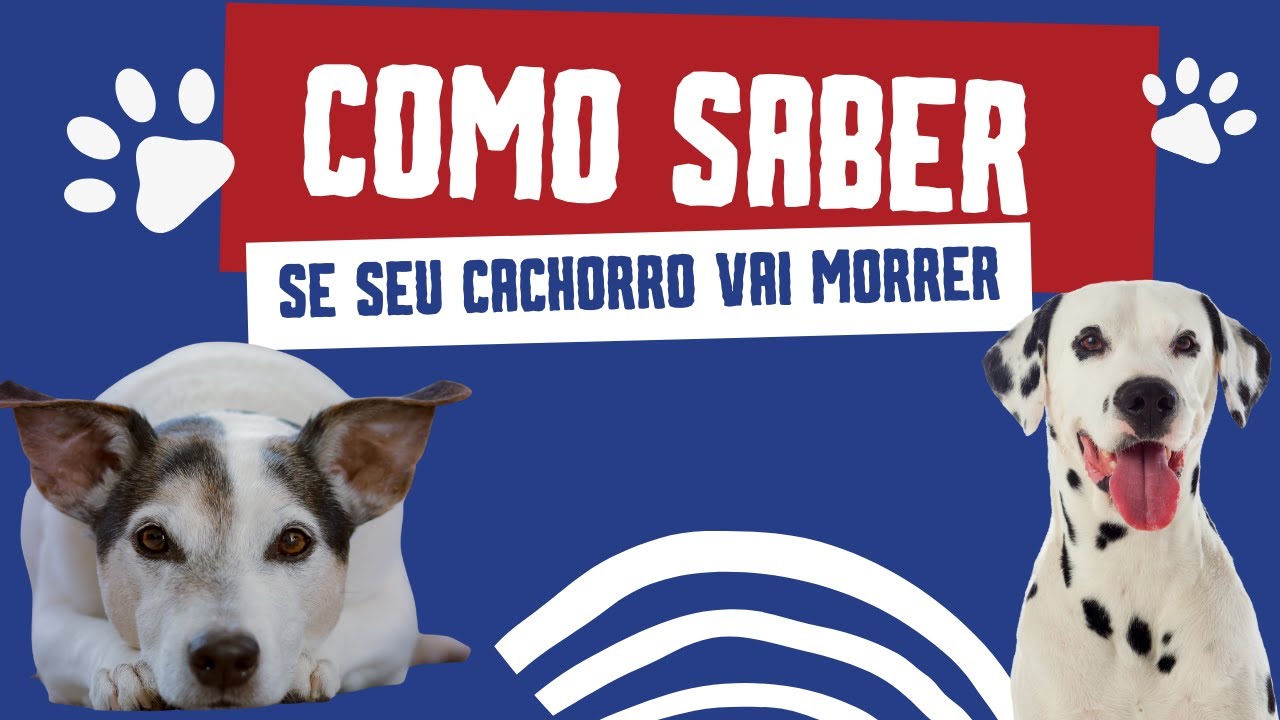 COMO SABER SE SEU CACHORRO VAI MORRER - YouTube