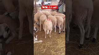 اهلا وسهلا بالعيد 🐏🐏🐏🐏🐑🐑