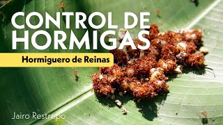 CONTROL DE HORMIGAS PARTE II  | Jairo Restrepo Rivera