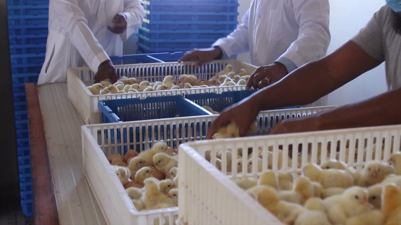 Shirkada LOOTA POULTRY FARM Oo Markii U Horaysay Dilaacisay Digaag