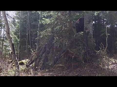 Video: Hunter Sa Stretol S Bigfootom V Lesoch Kanady - Alternatívny Pohľad