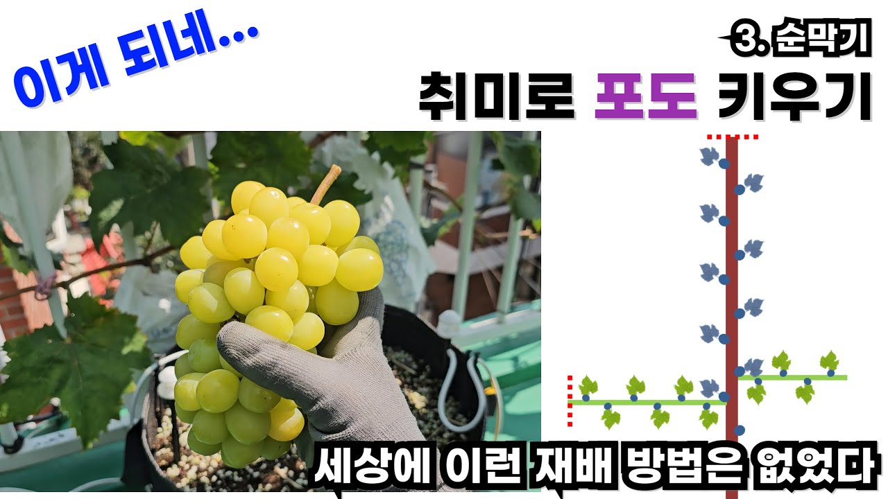 취미로 포도 키우기 1년차 [3.순막기]