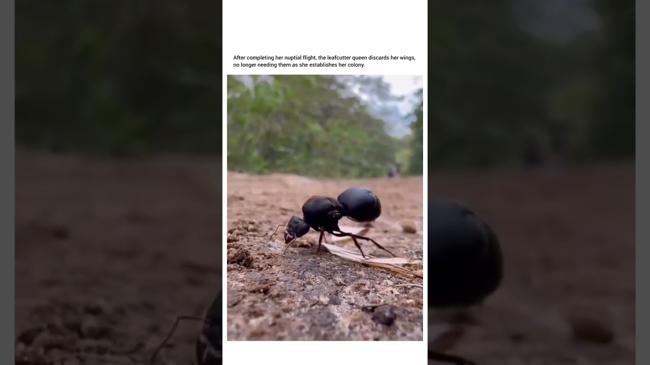 Queen Ant Discards Her Wings