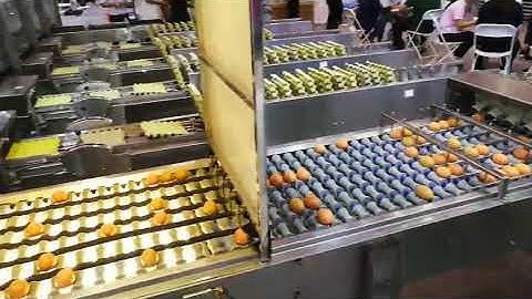 ZENYER 107 egg grader connecting with rod conveyor