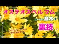 「オステオスペルマム」育て方 基本と裏技 これさえ守れば枯れません➕大きくする秘訣