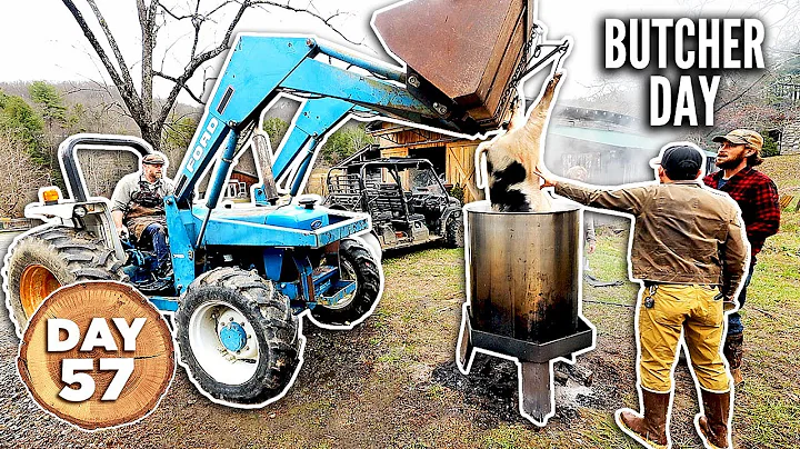 Building a Homestead in 100 Days - Day 57