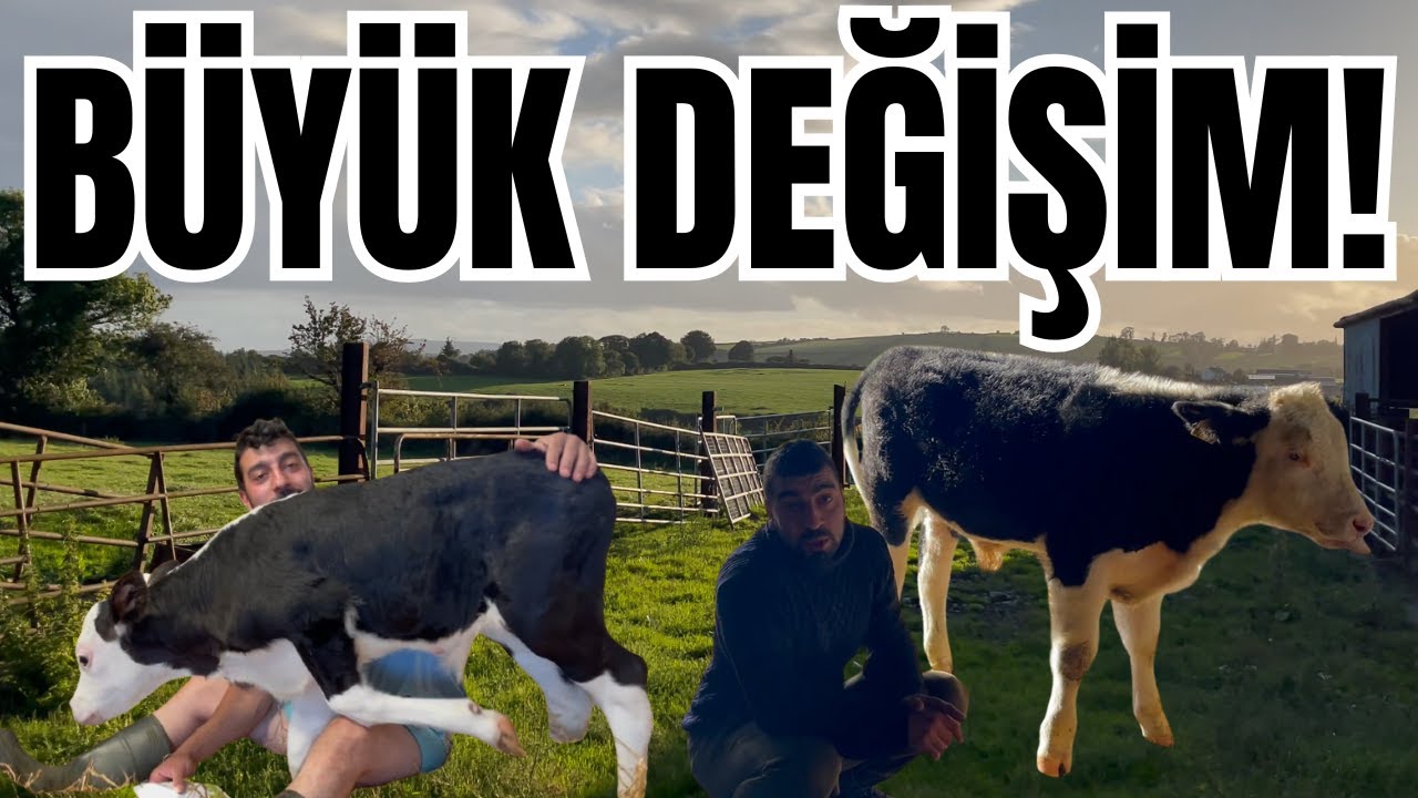 4 Ayda Mucize Gelişim! Buzağı Bullet Hastalandı ama Pes Etmedi.!