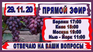 🍇  29 Ноября. Стрим. Укоренение черенков винограда на воде
