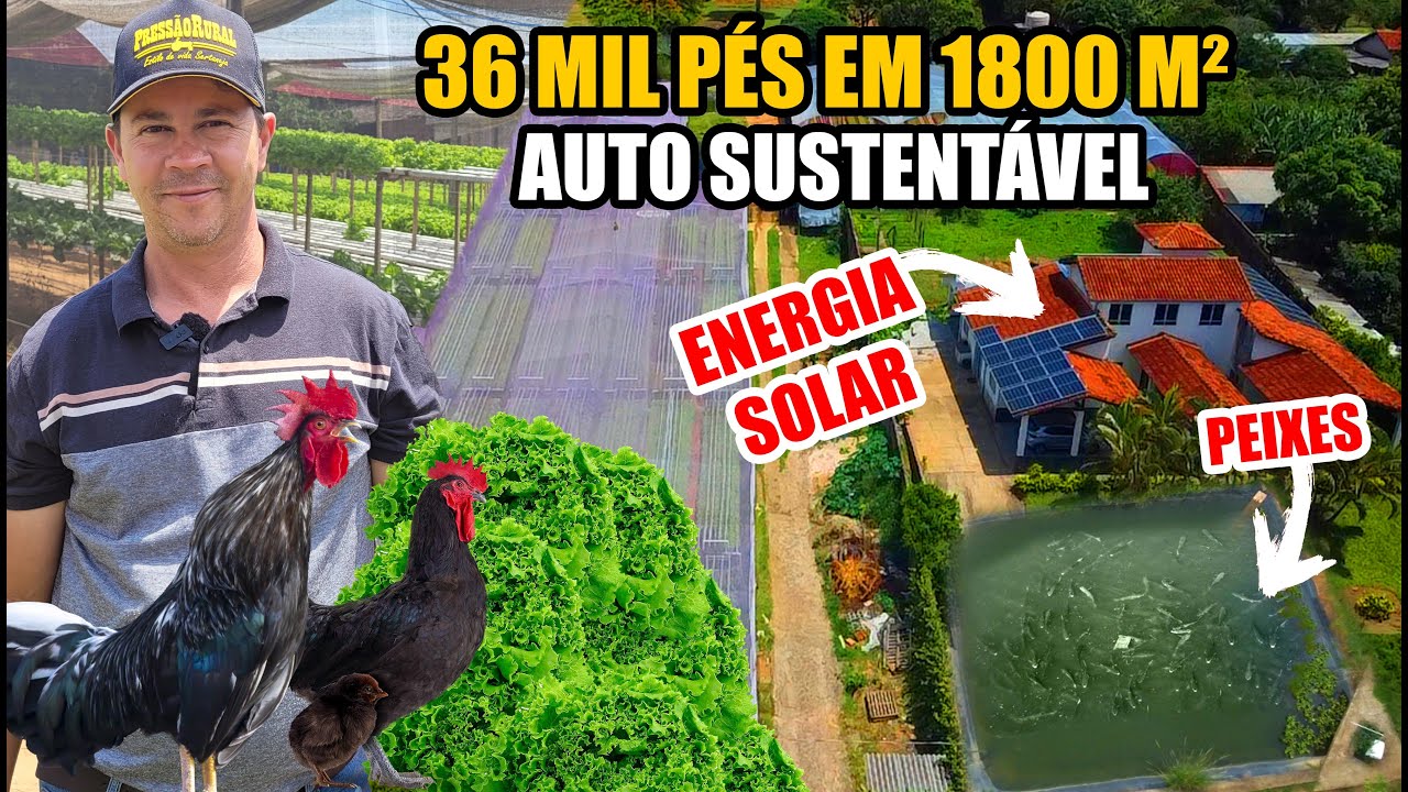 36 MIL PÉS EM 1800 METROS -  Hidroponia Campo Belo