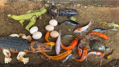 Vui học cùng bé-Cá sấu,khủng Long,cá mập.con cua,con rùa,con tôm,con ếch, cá coi đủ màu sắc rất đẹp