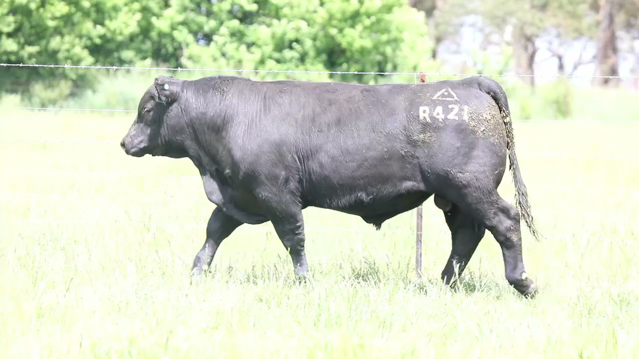 SOLD NBNR421 Ben Nevis Paddock Sale 2021 Longford Bred Frame 5.5 Price $8,000