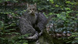 European wildcat sitting on a rock, with kittens playing nearby, Germany.