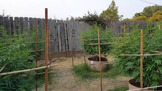 outdoor grow 2021 sneak peek the hustle never stop