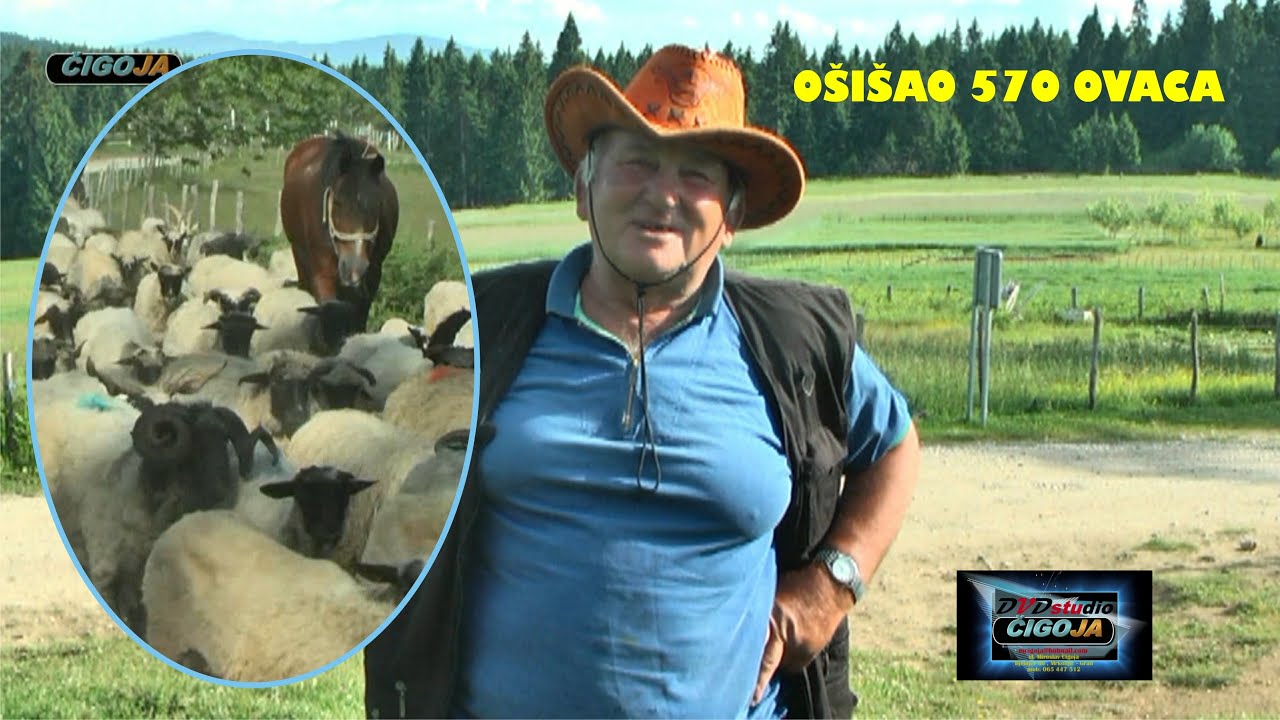 - OŠIŠAO 570 OVACA ZA NEKOLIKO DANA OSTOJA KNEŽEVO 2021