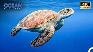 Born to the Waves: Sea Turtles | 4K Ocean Documentary