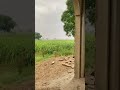 صبح جب جگانا ہو 😅😂 #farming #cow #lovebirdsfarming #farmhouse #animals #roosterfarm #ruralhouse #g